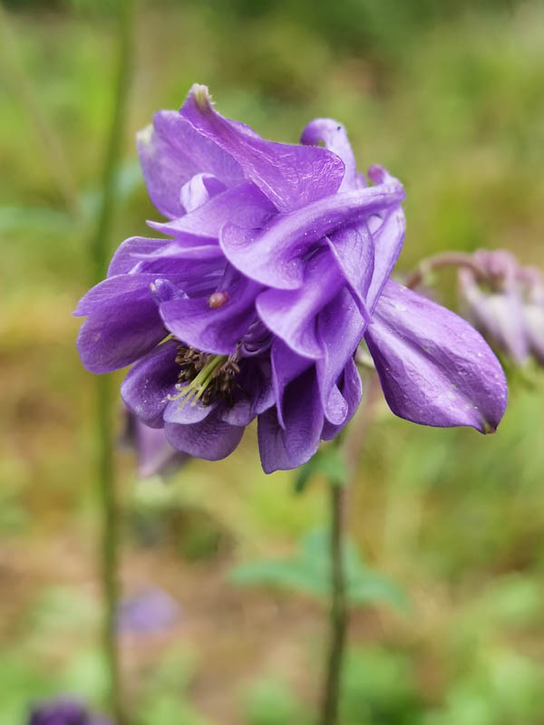 Aquilegia hort double